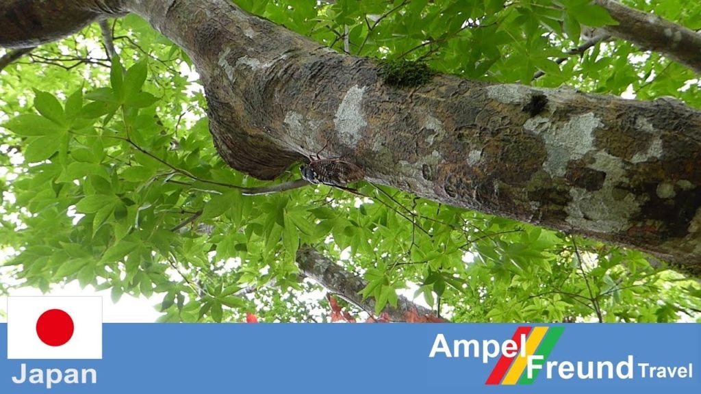 [2014] Cicada sound in japanese summer over 120db!