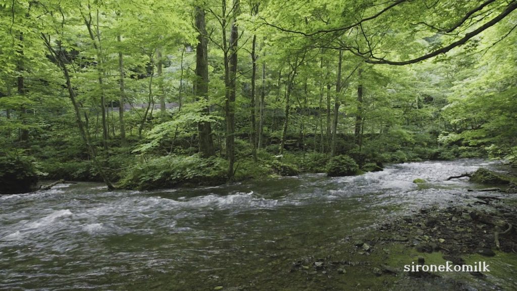 日本の美しい風景 青森県 新緑の奥入瀬渓流 Japanese beautiful scenery of Oirase Stream