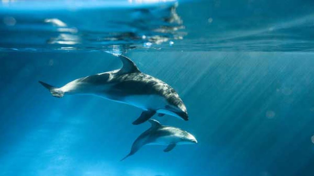 Shedd Aquarium – Dolphin Show Shedd Aquarium - Dolphin Show