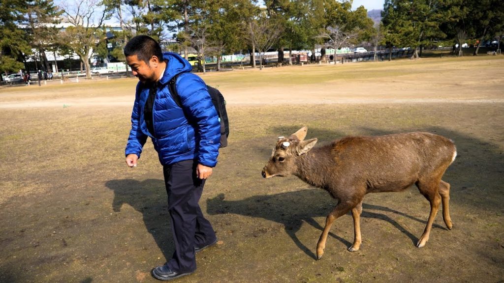 The Bowing Deer of Nara – Japan Trip Episode 7 The Bowing Deer of Nara - Japan Trip Episode 7