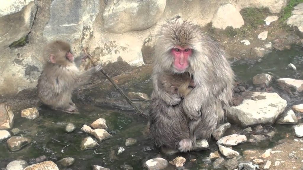 Jigokudani Snow Monkey Park (地獄谷野猿公苑) –Nagano, Japan 2011 Jigokudani Snow Monkey Park (地獄谷野猿公苑) --Nagano, Japan 2011