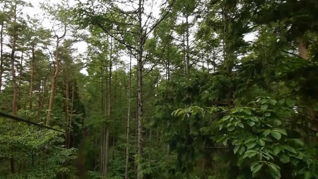 Forest Adventure Mt. Fuji 10