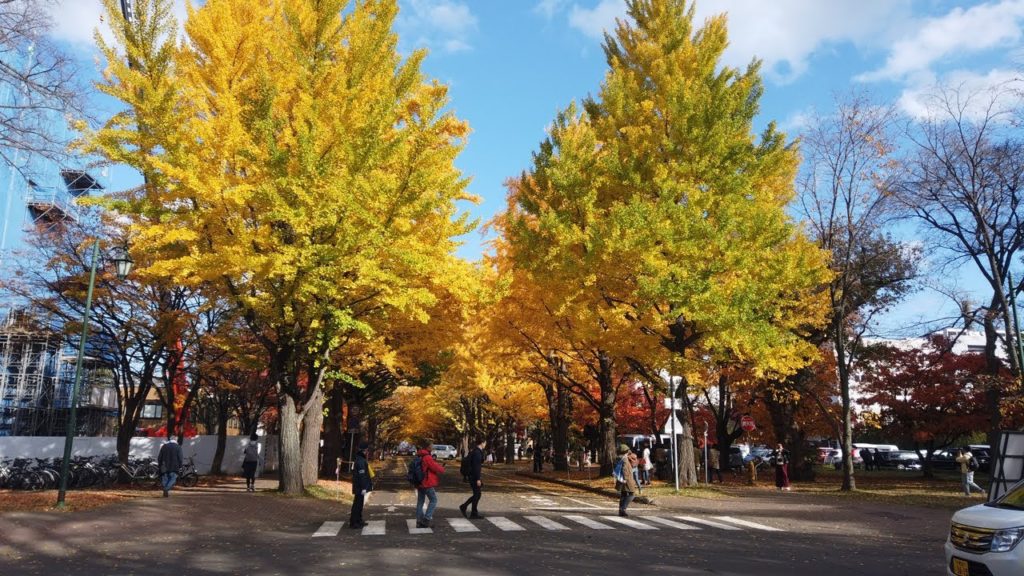 Walking Sapporo, Hokkaido — Hokkaido University   Yellow Gingko Avenue  北海道大学 イチョウ並木