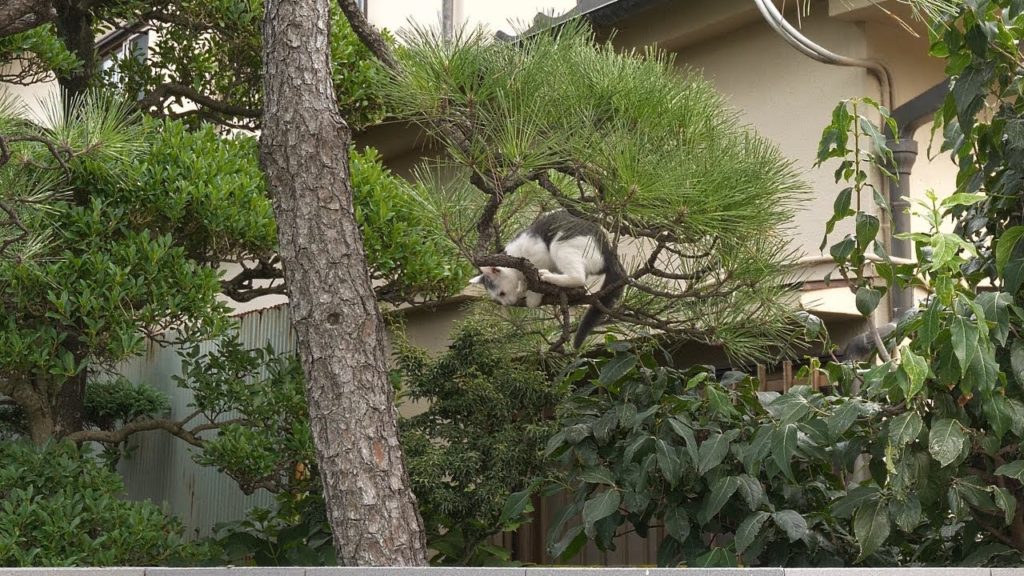 【4K】Walking in Saitama Kumagaya