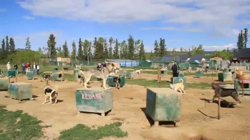 Muktuk Husky Kennel - Whitehorse, Yukon