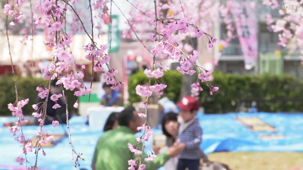 2014 Tōhoku Sakura Tour—Tsutsujigaoka Park