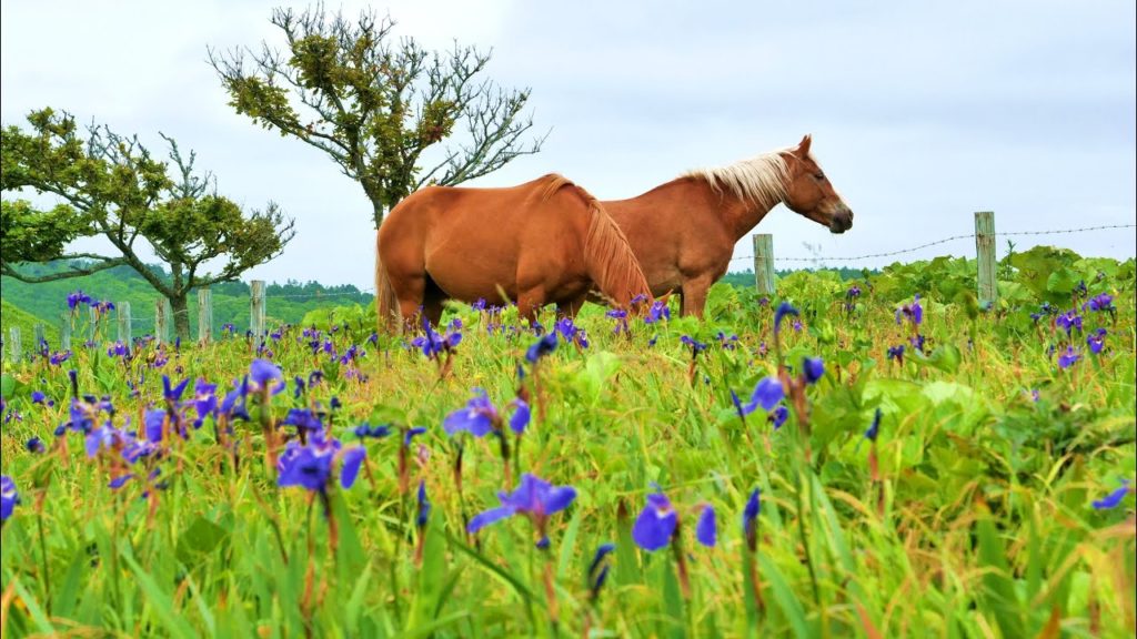JG☆☆☆ 4K HDR 北海道 あやめケ原 Hokkaido,Ayamegahara Wild Iris