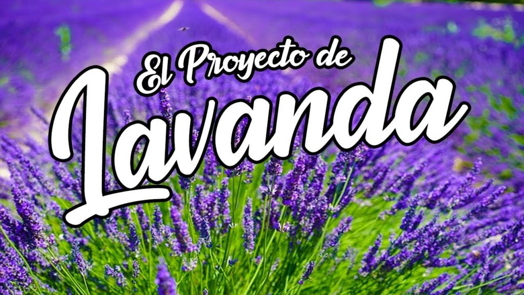🌿 Campos de Lavanda 🌿 | DOLORES HIDALGO