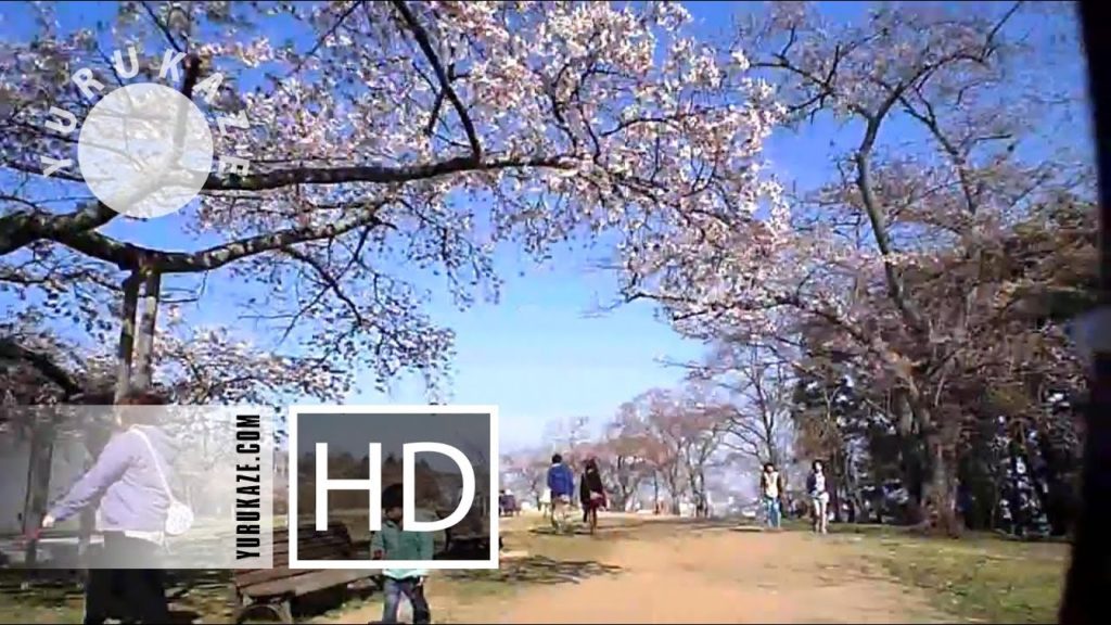 80. Sakura and Hanami in Mikamine Park at Nishitaga, Sendai, Miyagi, Tohoku, Japan 80. Sakura and Hanami in Mikamine Park at Nishitaga, Sendai, Miyagi, Tohoku, Japan