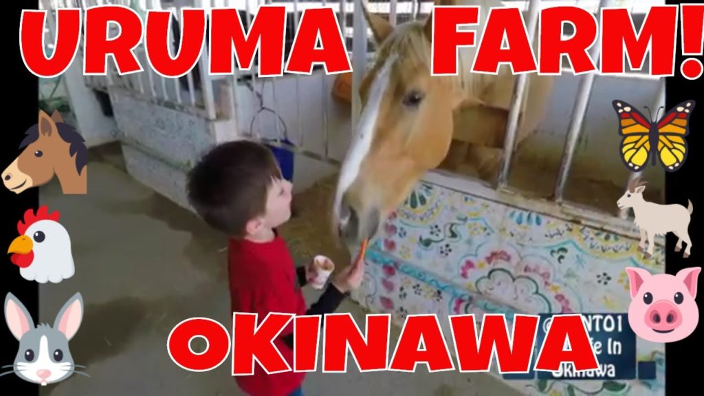 Uruma Farm 🐥 Okinawa Uruma Farm 🐥 Okinawa
