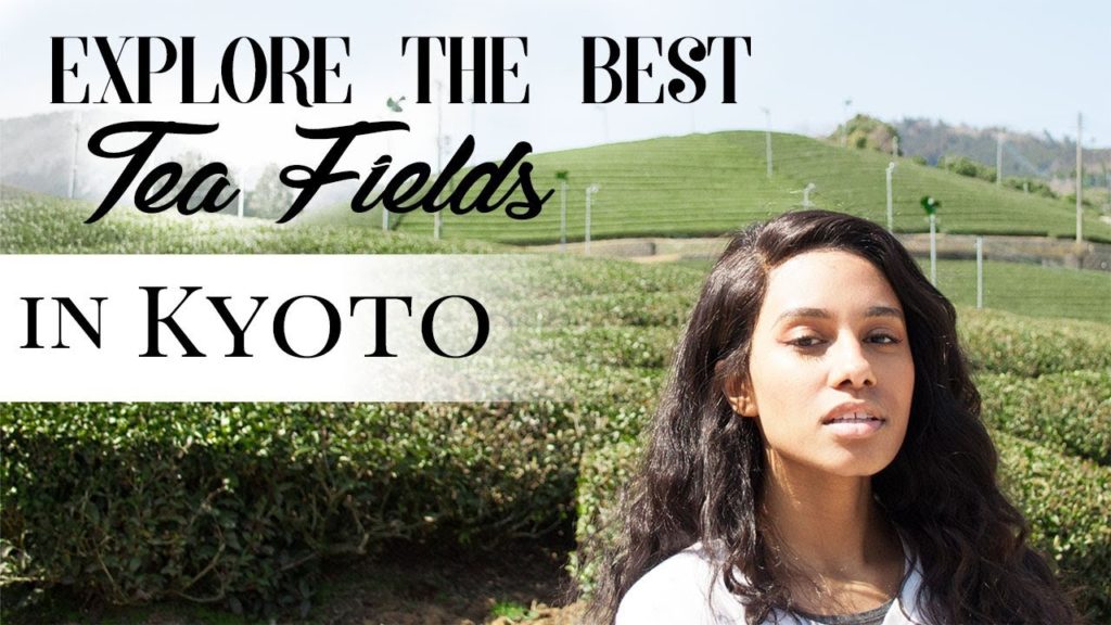 Hidden Kyoto Tea Farms - This is why you need to look past the guide books and explore Wazuka, Kyoto