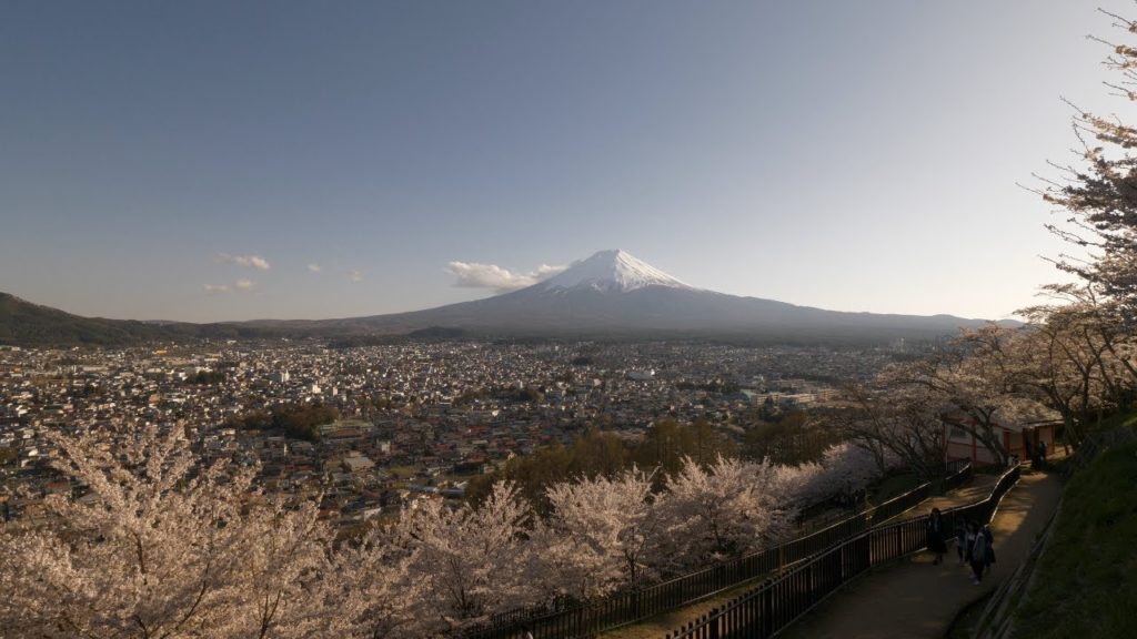 【4K】Sakura at Fuji Arakurayama Sengen park