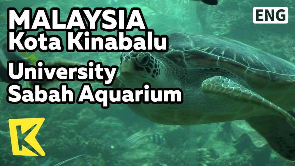 【K】Malaysia Travel-Kota Kinabalu[말레이시아 여행-코타키나발루]사바 대학 해양 수족관/Aquarium/University Sabah