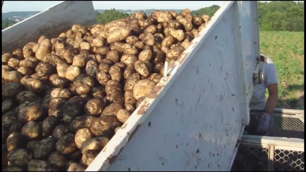WWOOF Potato Farming Ibaraki, Japan