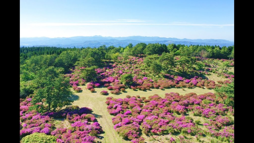 JG☆☆☆ 4K HDR 大分 万年山のミヤマキリシマ群落 Oita Miyamakirishima at Haneyama