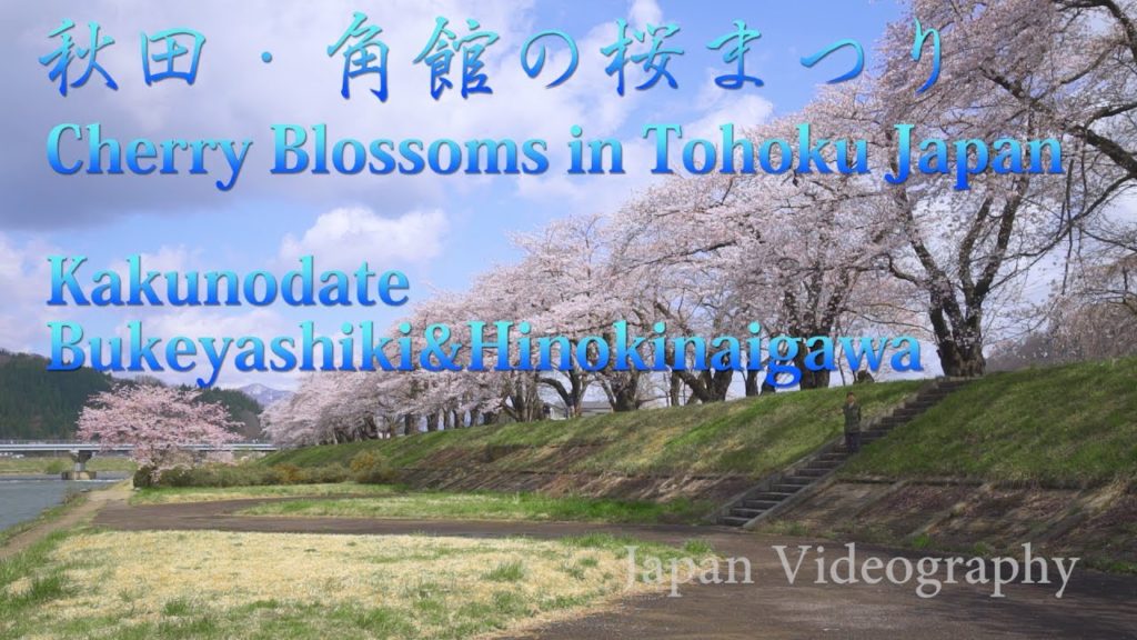 日本の風景 東北の春 角館の桜まつり 武家屋敷のシダレザクラと桧木内川堤の桜並木
