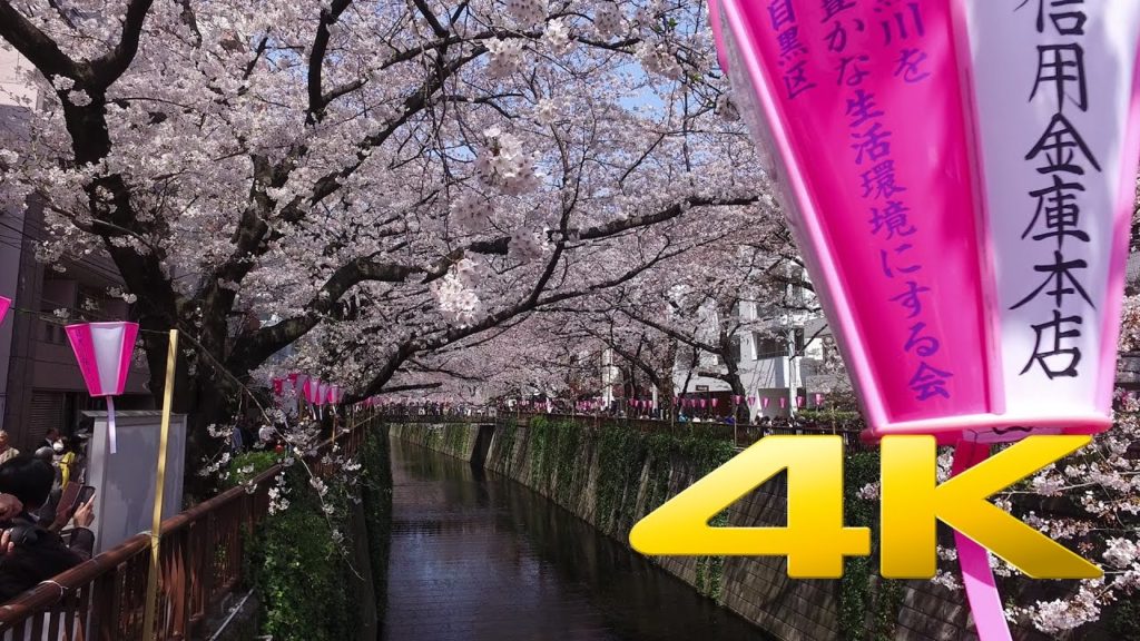 Walking around Nakameguro and its many Sakura - 中目黒 - 4K Ultra HD