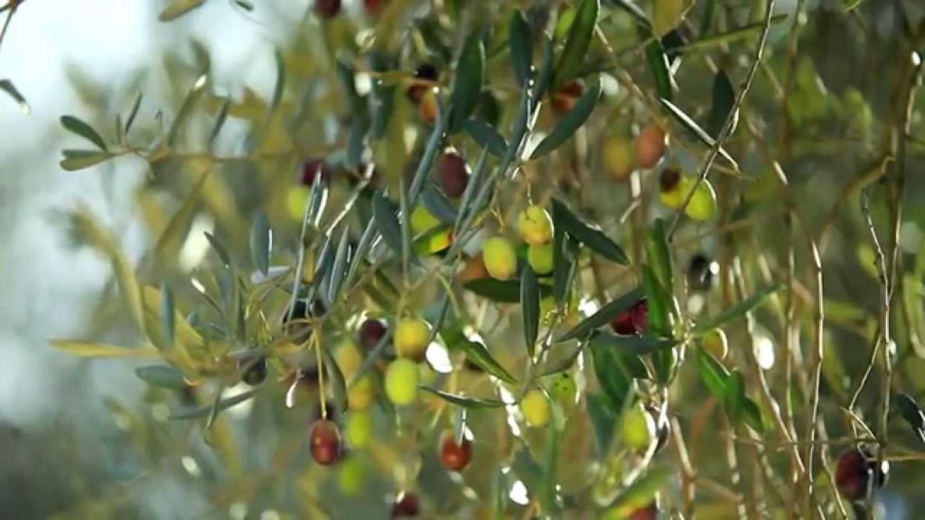 Garda Trentino Extra Virgin Olive Oil, the Green Gold of Lake Garda