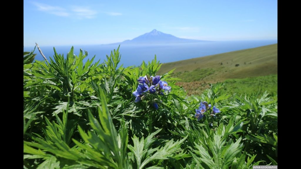 JG 4K 北海道 礼文島の花とアザラシ  Rebun Island,Hokkaido
