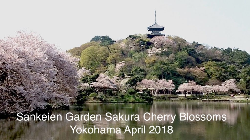 Sankeien Garden Sakura (Cherry Blossoms) Tour -  April 2018 - Yokohama Japan