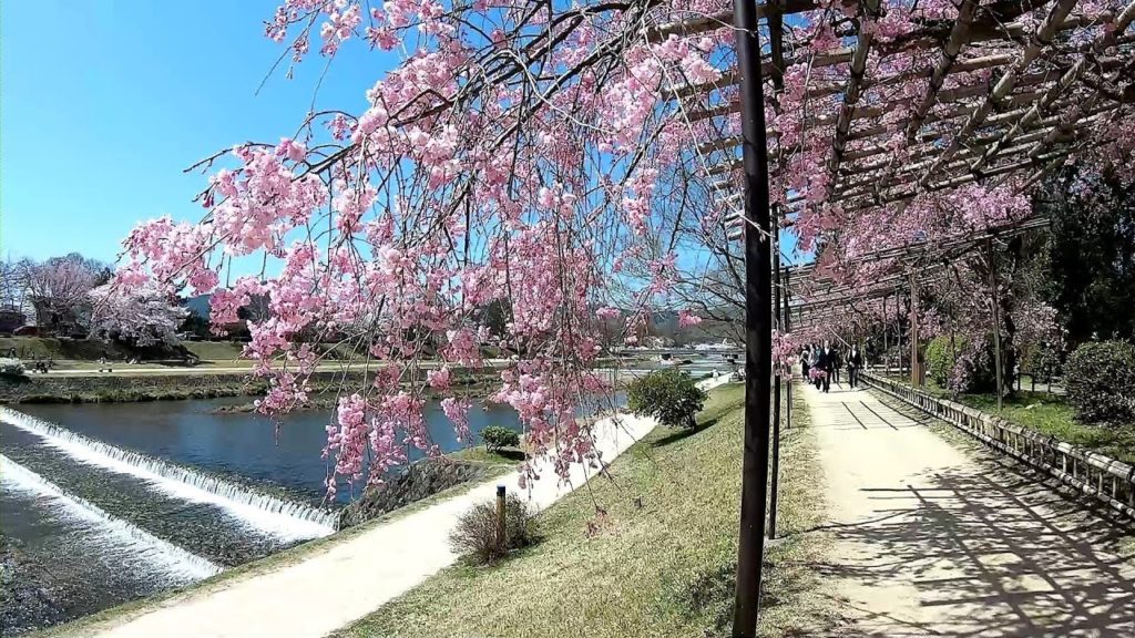 Japan Walking #17 Sakura and Kamogawa River