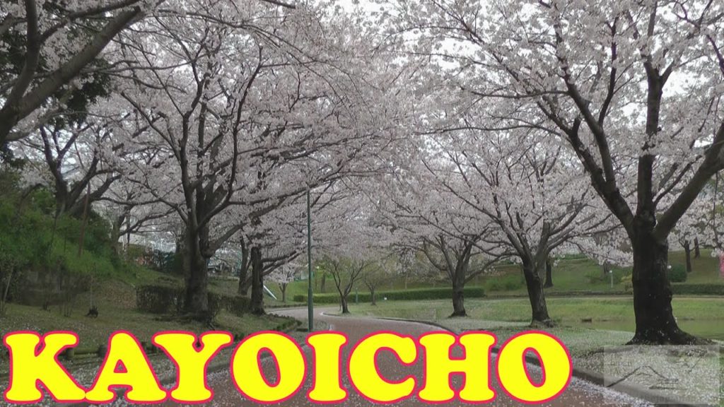 Kayoicho Park in Cherry Blossom Season, Kasuya, Fukuoka 🌺 駕与丁公園●福岡県粕屋町 🌺 Japan As It Truly Is