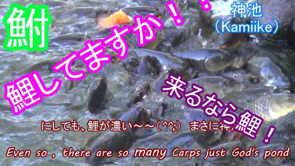 大瀬崎 神池(Numazu-city, Shizuoka pref.) 大瀬崎 神池(Numazu-city, Shizuoka pref.)