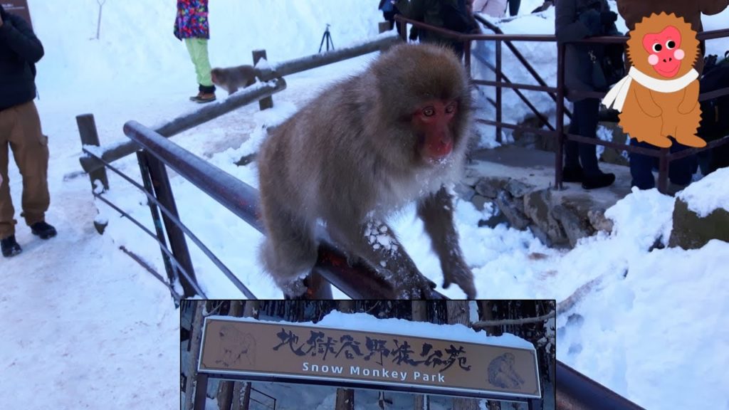 Jigokudani Snow Monkey Park | Yamanouchi Yudanaka en Nagano. Aguas Termales con Monos