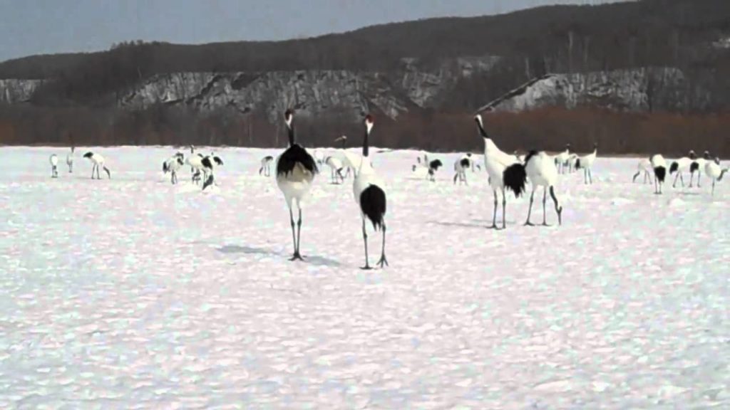 Crane Preserve Kushiro Marshland.wmv