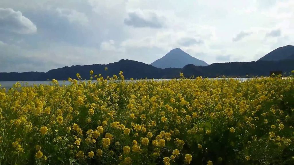 Beautiful Nanohana Flowers and Mt. Kaimon (Ibusuki City, Kagoshima, Japan) Beautiful Nanohana Flowers and Mt. Kaimon (Ibusuki City, Kagoshima, Japan)
