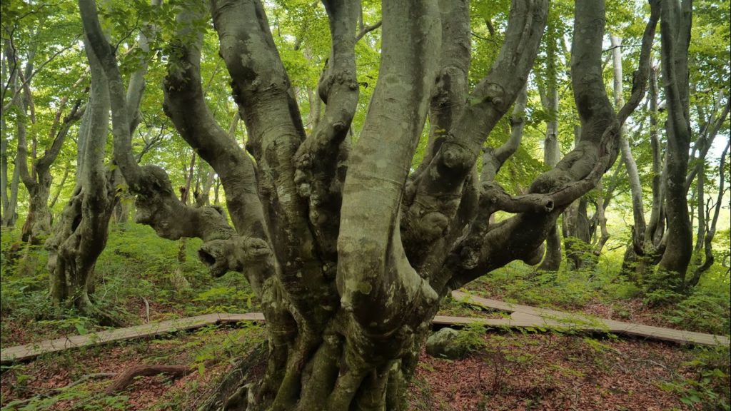 JG☆☆☆☆☆4K HDR 秋田 獅子ケ鼻湿原(天然記念物)の鳥海マリモとあがりこ女王 Akita,Shishigabana Wetland(Natural Monument)