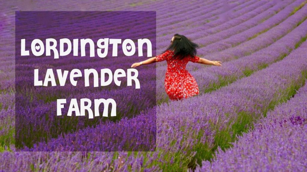 Lordington Lavender Farm l UK