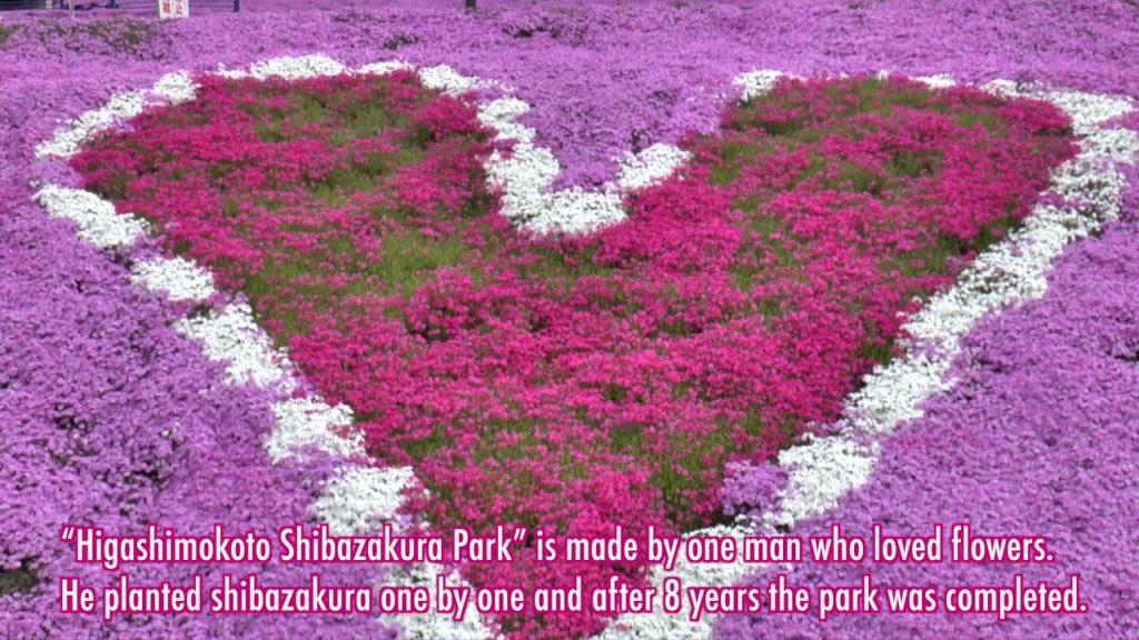 YOKOSO Japan Tour -- Higashimokoto Shibazakura moss phlox Park (東藻琴芝櫻公園) --E21