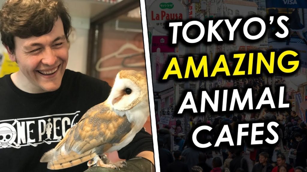 Tokyo's AMAZING Animal Cafes! Owl Village in Harajuku + Hedgehog Home & Cafe | RogersBase Japan Vlog
