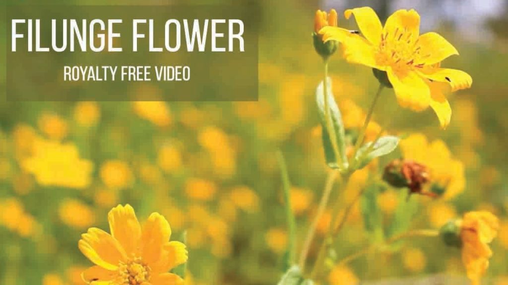 Filunge Nepali Flower -Royalty Free Video - World Best Flower
