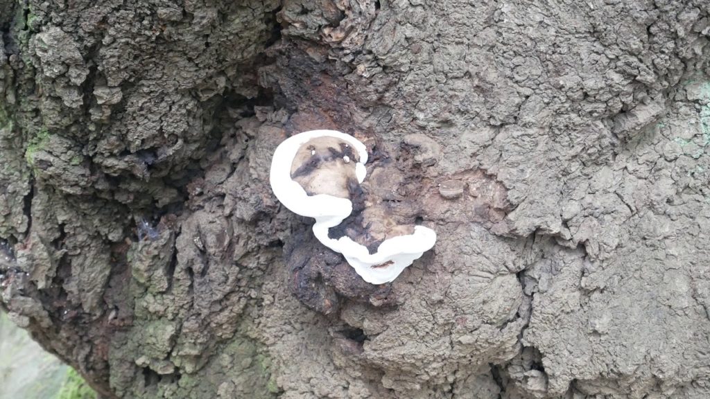 YOYOGI PARK (2020 TOKYO OLYMPICS SITE???)