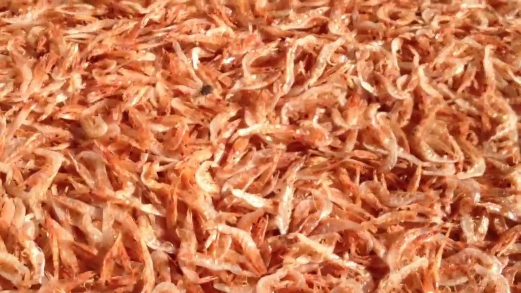 Yui Sakura Ebi Yui Sakura Ebi