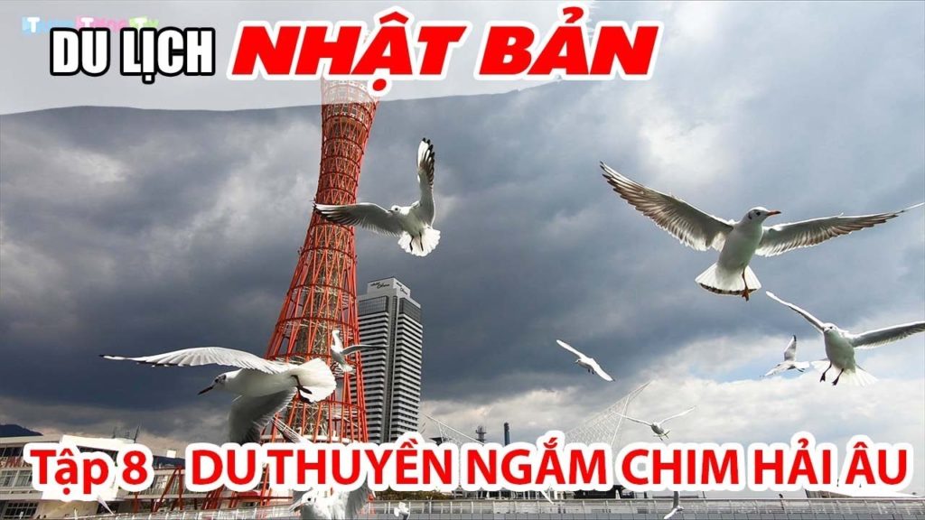 DU LỊCH NHẬT BẢN ▶ Mê mẩn ngắm Chim Hải Âu bay rợp trời tại Tháp Cảng Kobe | Tập 11