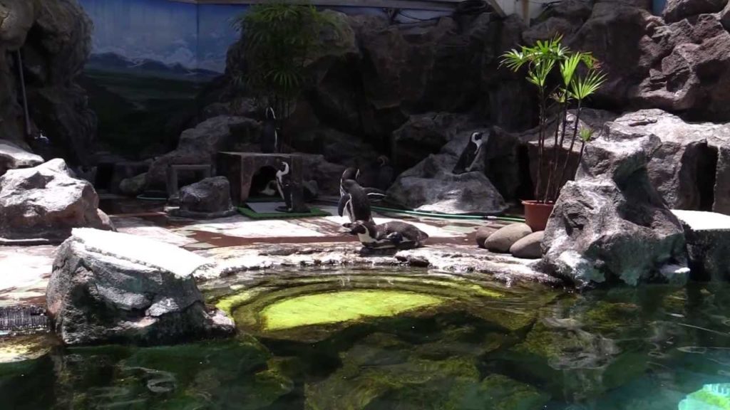 MATSUSHIMA AQUARIUM 宮城県・マリンピア松島水族館 永久保存版！東北の観光名所 Travel to Miyagi Japan