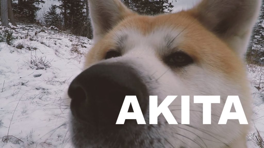 Flying Akita Inu - czyli latające pieski nad Beskidem Małym.