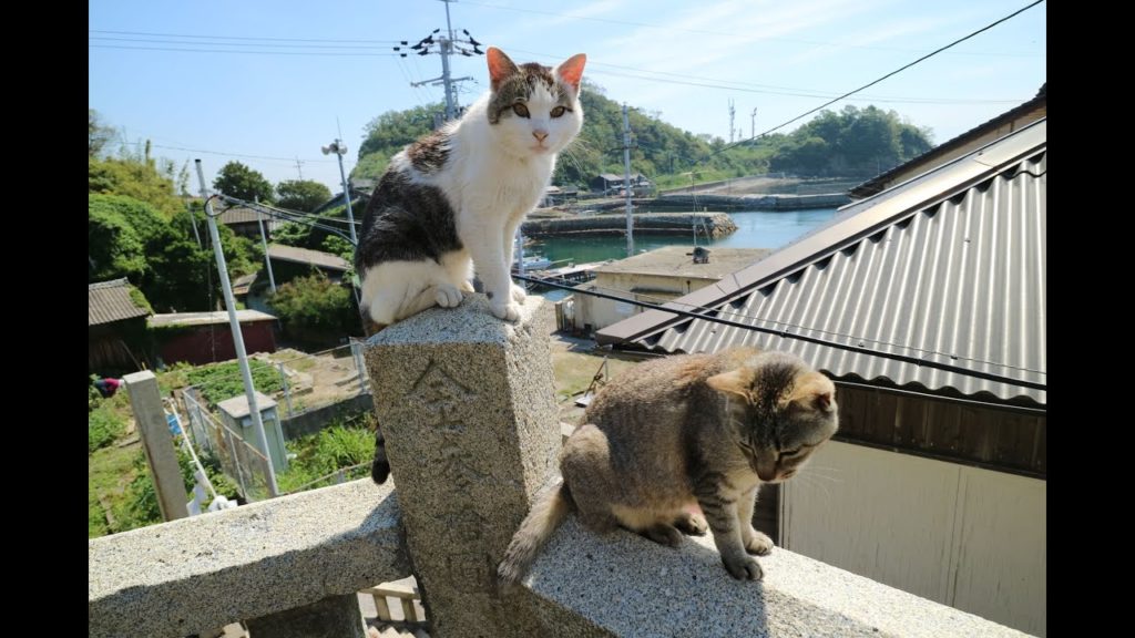 JG☆☆☆4K 愛媛 青島(十数人の住民と百匹のネコ） Ehime,Aoshima(10+ residents and 100+ cats)