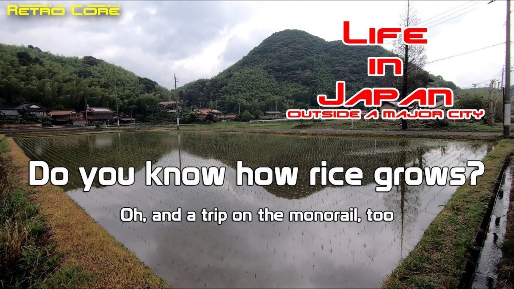 Life in Japan - Do you know how rice is grown?