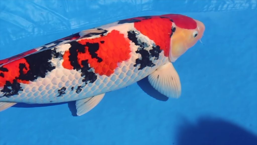 2018 Nagaoka Koi Show (65th edition) Official movie 2018 Nagaoka Koi Show (65th edition) Official movie