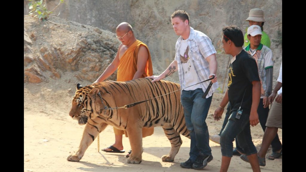 Tiger Temple (Thailand)