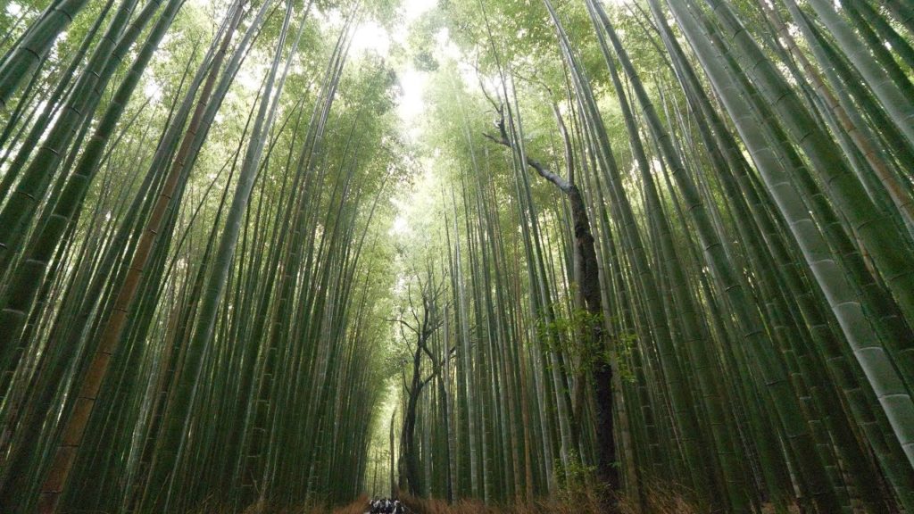 【4K】Walking in Arashiyama, Kyoto - Kameyama park and bamboo groove