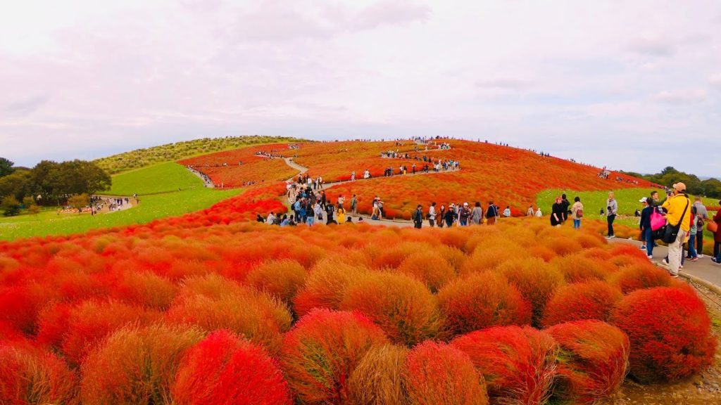 Hitachi seaside park | Japón [4K]