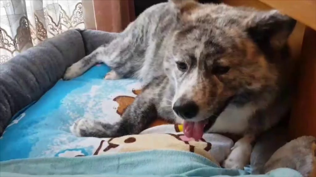 Japanese Akita giving birth