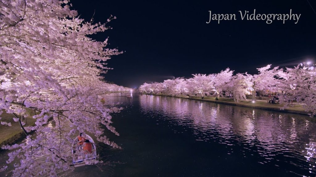 [8K]HIROSAKI 日本一の春の絶景 弘前公園の美しい桜 Amazing Cherry Blossoms View at Hirosaki Park, Aomori Japan