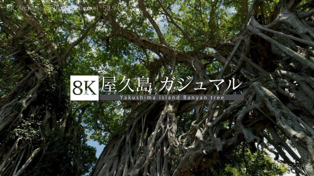 [8K footage] Yakushima Island Banyan tree and waterfall [屋久島 ガジュマルと滝_8K]