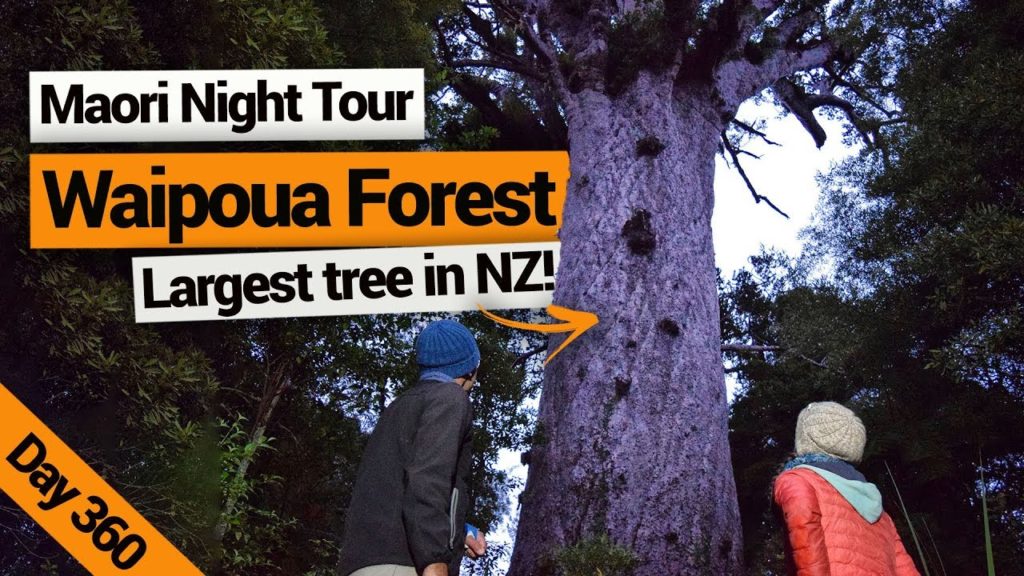 Maori Night Tour in the Waipoua Forest – New Zealand's Biggest Gap Year – BackpackerGuide.NZ Maori Night Tour in the Waipoua Forest – New Zealand's Biggest Gap Year – BackpackerGuide.NZ